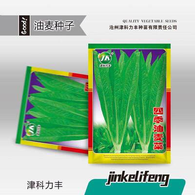 A large number of seasonal oilseed lettuce seeds, fragrant