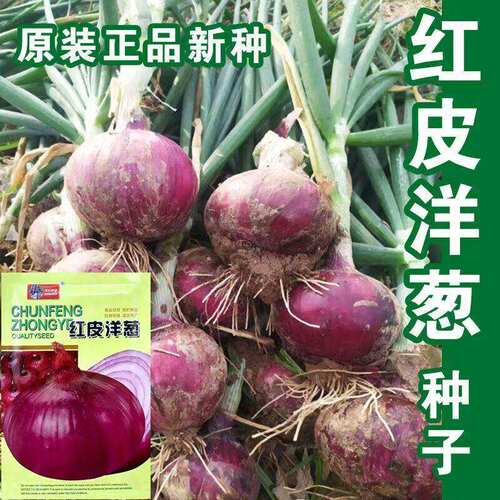 Red onion seeds, seeds, seedlings,恤round onions, cold resis