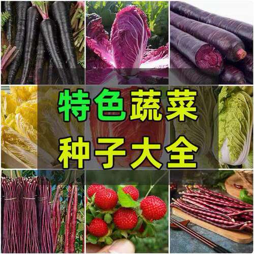 Complete Collection of Featured High Quality Vegetable Seed