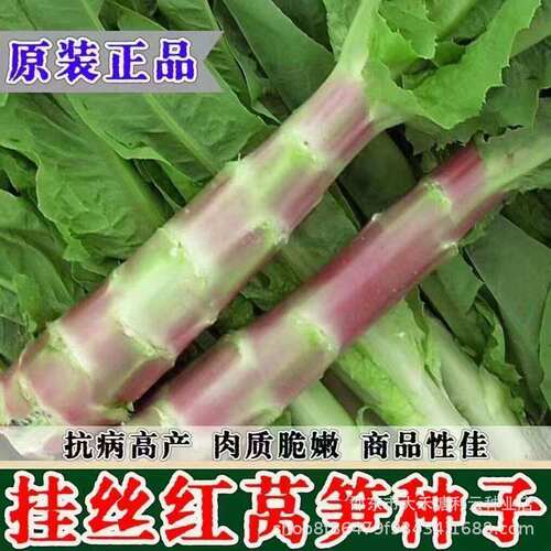 Red pointed leaf lettuce seeds with super high yield, red s