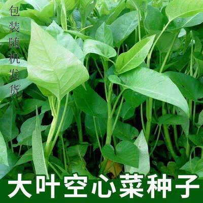 Complete list of large leaf hollow cabbage seeds, white ste