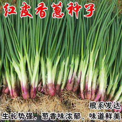 Complete list of red root scallion seeds, scallion seeds, s