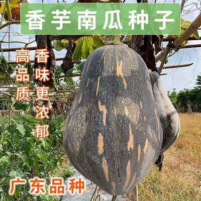 Taro and pumpkin seeds, taro and sweet pumpkin seeds, melon