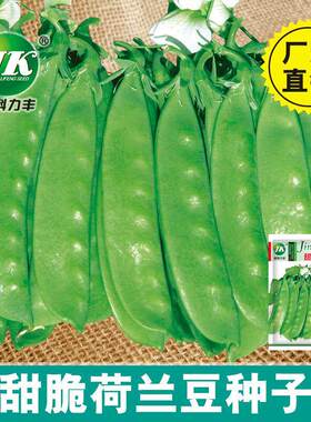 Sweet and Crispy Pea Seeds, Large Pods, Spring and Autumn P