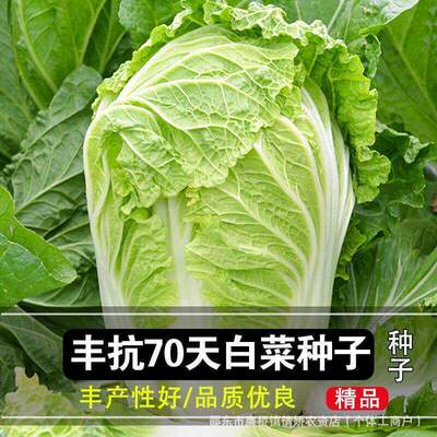 Fengkang 70 Chinese cabbage seeds, early maturing vegetable