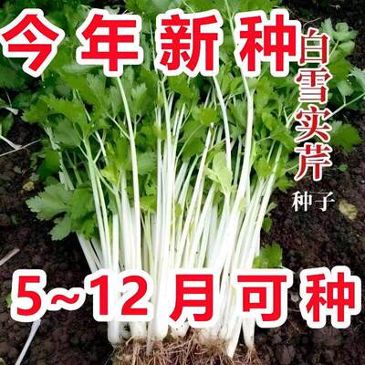 Authentic white celery seeds, Sichuan fragrant celery, whit