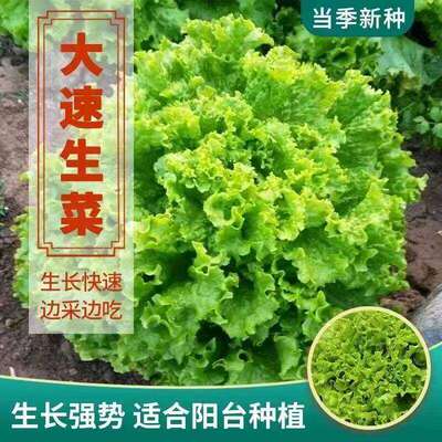Big speed lettuce seeds can be potted and eaten raw. Hambur