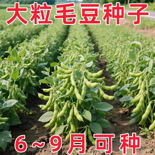Early maturing edamame seeds, dwarf, extra large grain gree
