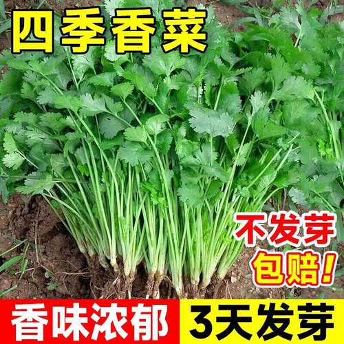 Complete List of Cilantro Seeds, Farmhouse Potted Seedlings