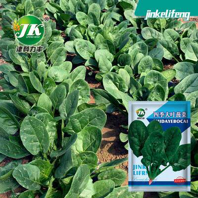 Large leaf spinach seeds balcony courtyard round leaf sprin