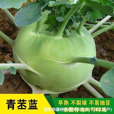 Complete List of Qingpi Seeds, Kelp Head Vegetables, Fruits