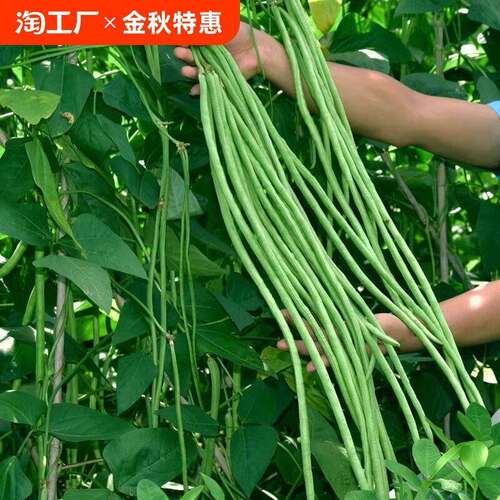 Cowpea seeds, vegetable seeds, long green beans, kidney bea