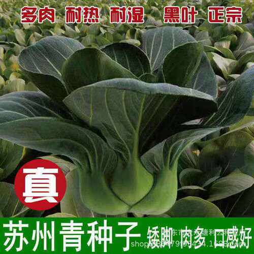 Black Head Suzhou Green Shanghai Green Stem Vegetable Seeds