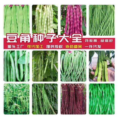 Wholesale Bean Seeds: A Complete Collection of Cowpea Seeds