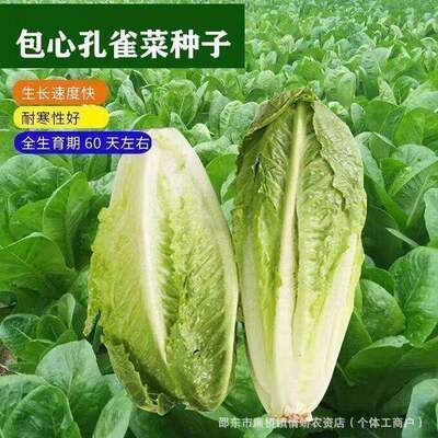 Cream Salad Vegetables, Heart Wrapped Peacock Vegetables, S