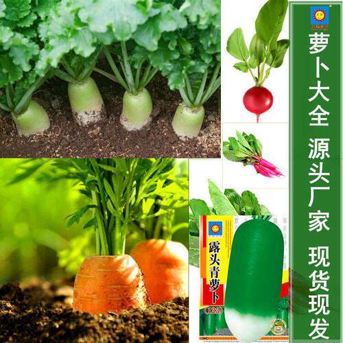 Carrot and Rapeseed Complete Vegetable Seed Wholesale Bagge