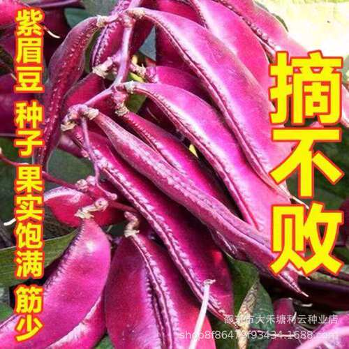 Picking Unbeatable Wide Flat Purple Eyebrow Bean Seeds With