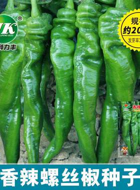 A large amount of spicy screw pepper seeds, wrinkled pepper