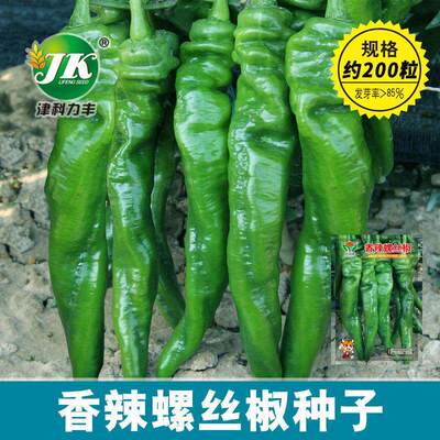 A large amount of spicy screw pepper seeds, wrinkled pepper