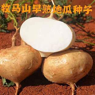Delicious fruits, sweet potatoes, seeds, vegetables, cold p