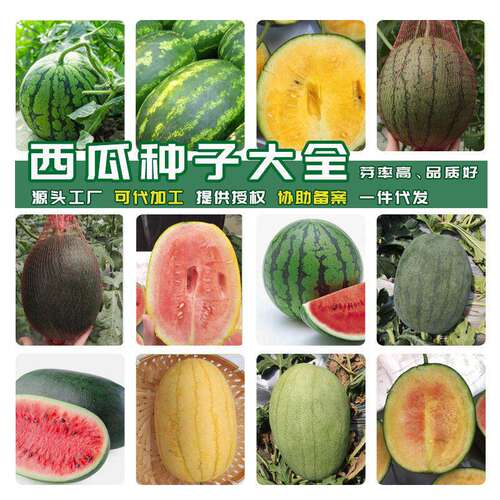Complete List of Fruit Watermelon Seeds Resistant to Diseas