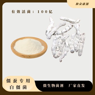 僵蚕专用白僵菌含量高僵化率高安全性强源头厂家