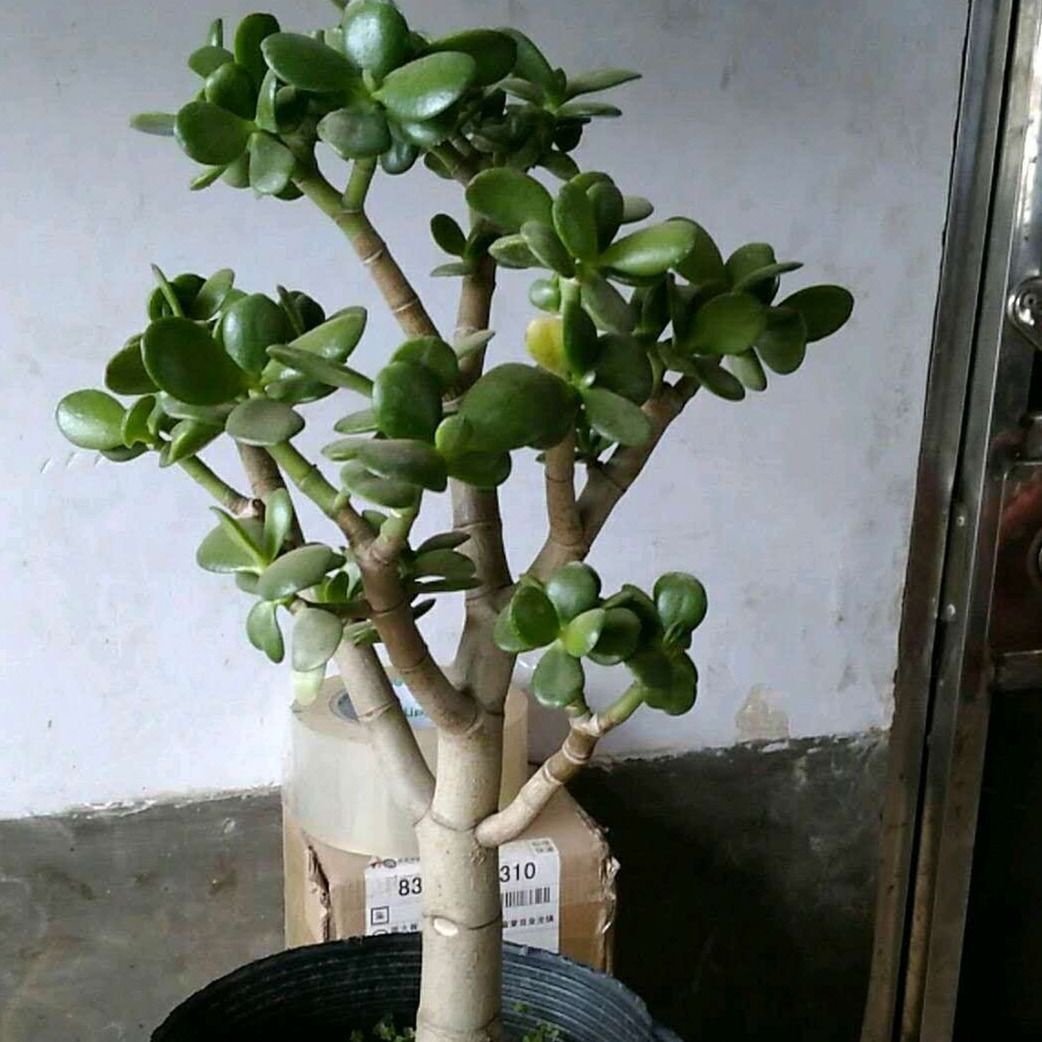 厚脸皮什么季节换盆,厚脸皮秋季可以换盆吗,厚脸皮换盆的注意事项_大山谷图库