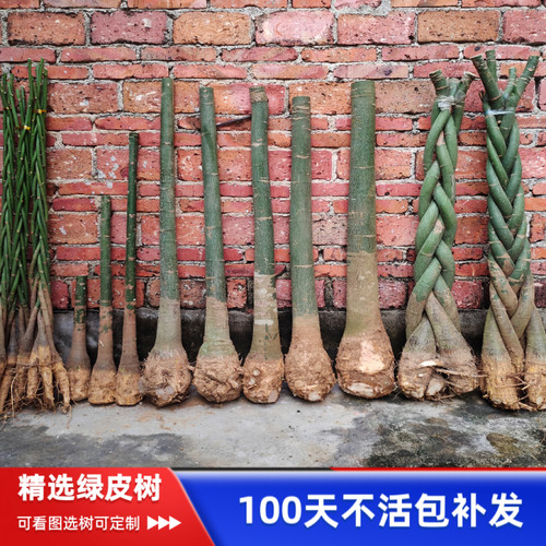 大型发财树五辫子大棵单杆独杆三杆步步高盆栽大树苗树桩客厅植物