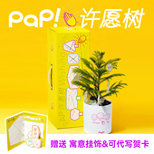 新年礼物 pap许愿树南洋杉盆栽礼盒水晶能量儿童闺蜜朋友生日