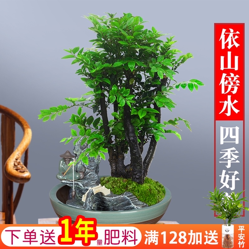 小叶紫檀盆景植物室内四季常青树苗镇宅花卉老桩老根木本绿植盆栽