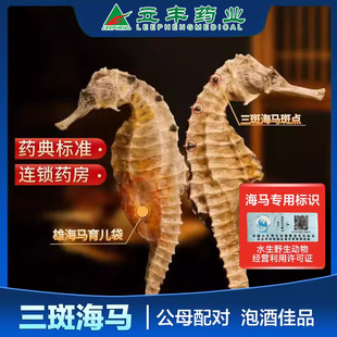 三斑海马干货一公一母配对大海马中药材泡酒滋补品温肾助阳煲汤