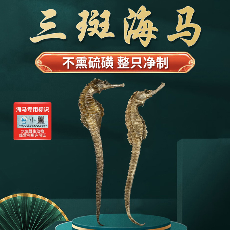 三斑海马公母配对中药材