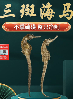 三斑海马一公一母配对干货泡酒滋补品温肾助阳煲汤大海马中药材