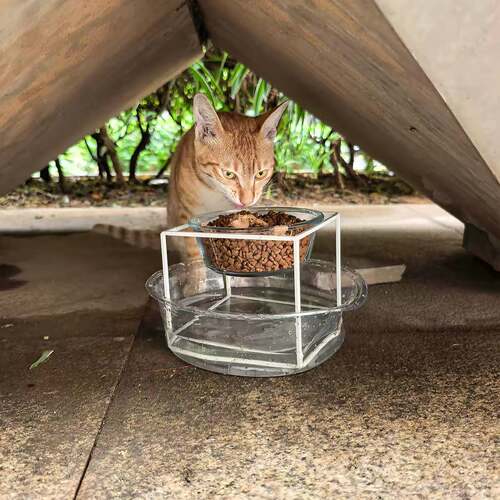 流浪猫专用防蚁防蜗牛增高投喂碗