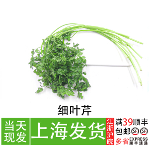 细叶芹 法国小香芹 西餐配菜香料 会所私房菜冷菜点缀菜 摆盘花草