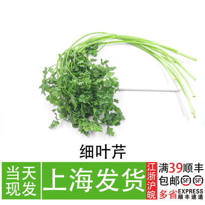 细叶芹 法国小香芹 西餐配菜香料 会所私房菜冷菜点缀菜 摆盘花草