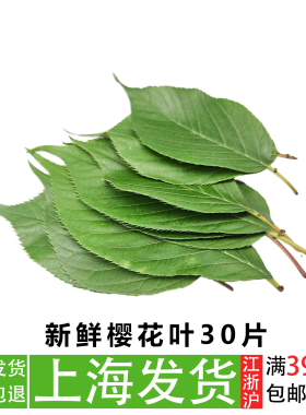 新鲜樱花叶子刺身日料装饰寿司摆盘树叶日式料理烘焙奶茶点缀叶子