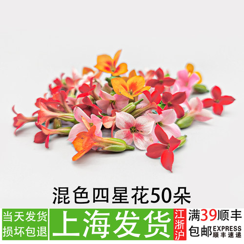 新鲜四星花混色摆盘花草代替五星花餐饮冷艺菜品装饰点缀小花