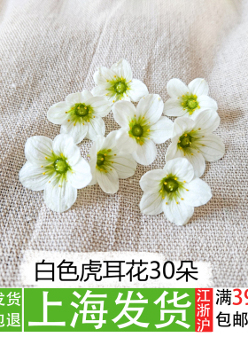 新鲜白色虎耳花30朵摆盘花草餐饮冷菜精致点缀蛋糕装饰植物花