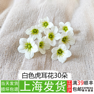 新鲜白色虎耳花30朵摆盘花草餐饮冷菜精致点缀蛋糕装饰植物花