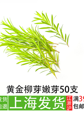 黄金柳芽嫩芽50支日料刺身摆盘装饰餐厅冷盘海鲜姿造创意造型叶子