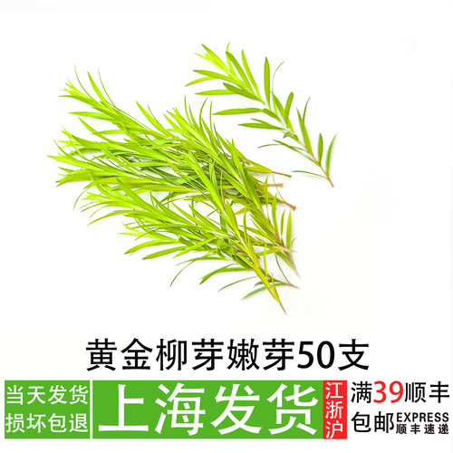 黄金柳嫩芽日料刺身摆盘装饰