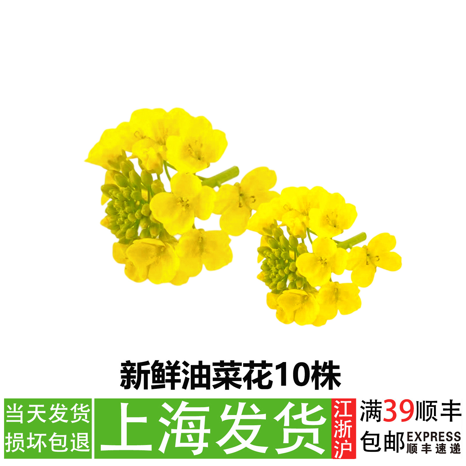 当季油菜花可食用餐饮摆盘花草酒店冷菜日料冷艺甜品装饰点缀造景