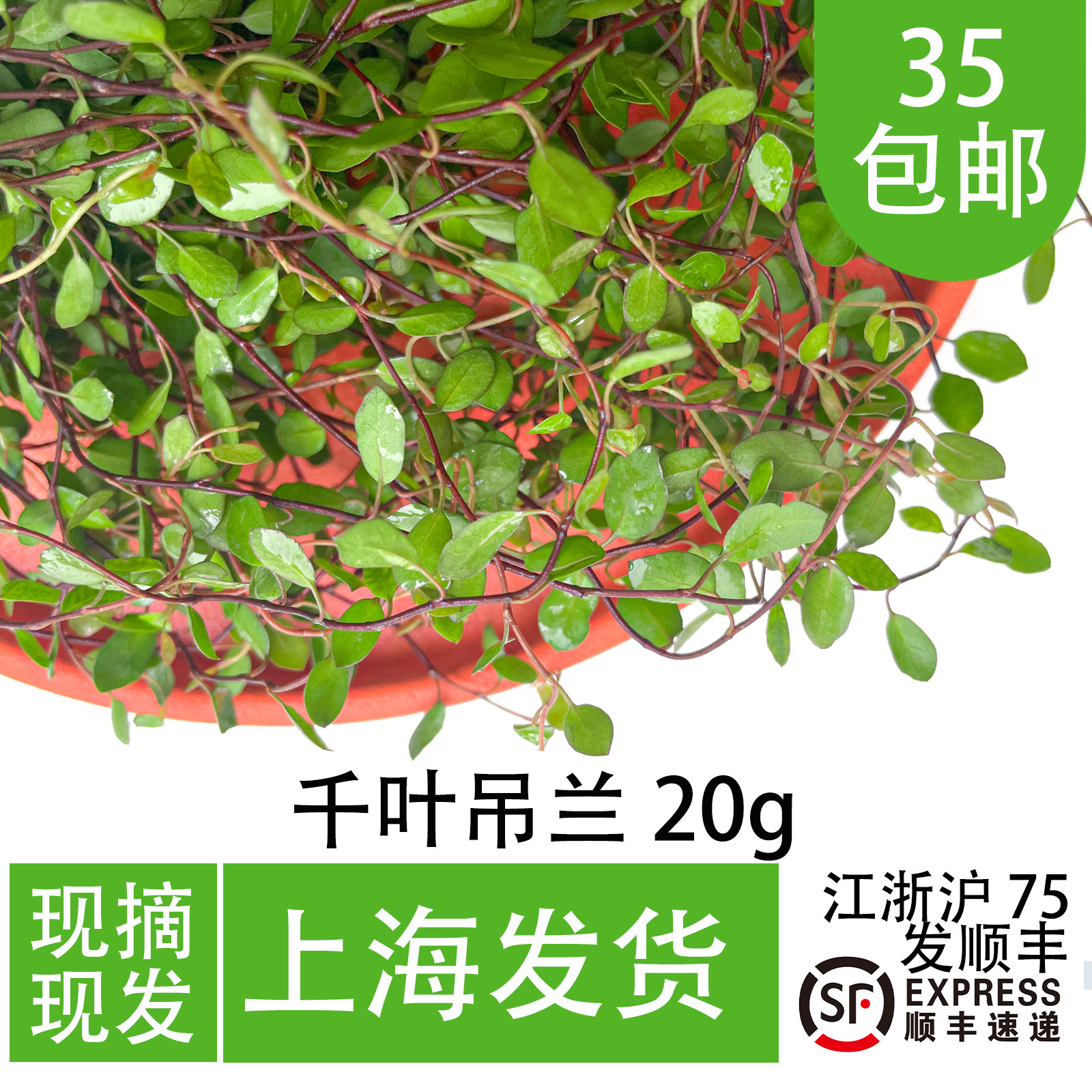 千叶吊兰叶子 蛋糕装饰绿植 日料寿司装饰摆盘 甜品烘焙搭配叶子,水产肉类/新鲜蔬果/熟食,其它,淘宝优惠券,粉丝福利购,淘宝优惠卷