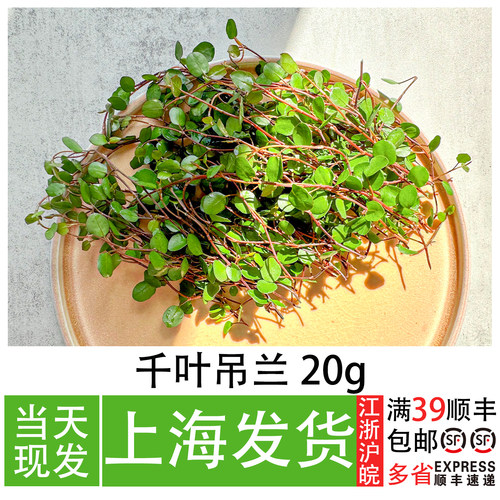 千叶吊兰蛋糕装饰叶子围边