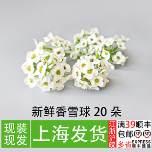 新鲜香雪球20朵 餐厅甜品装饰微型花 西餐冷盘摆盘装饰创意点缀花