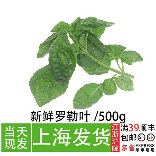 新鲜罗勒叶西餐配菜香料