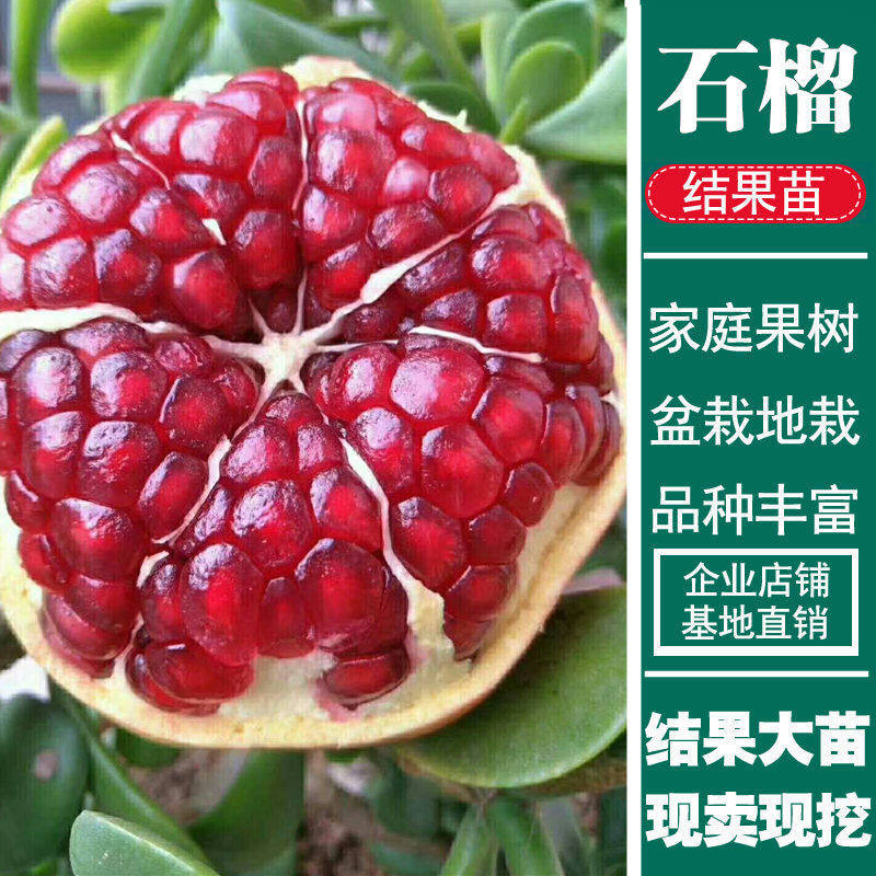 红如意石榴苗无籽石榴树苗突尼斯软籽石榴庭院种植果树苗当年结果