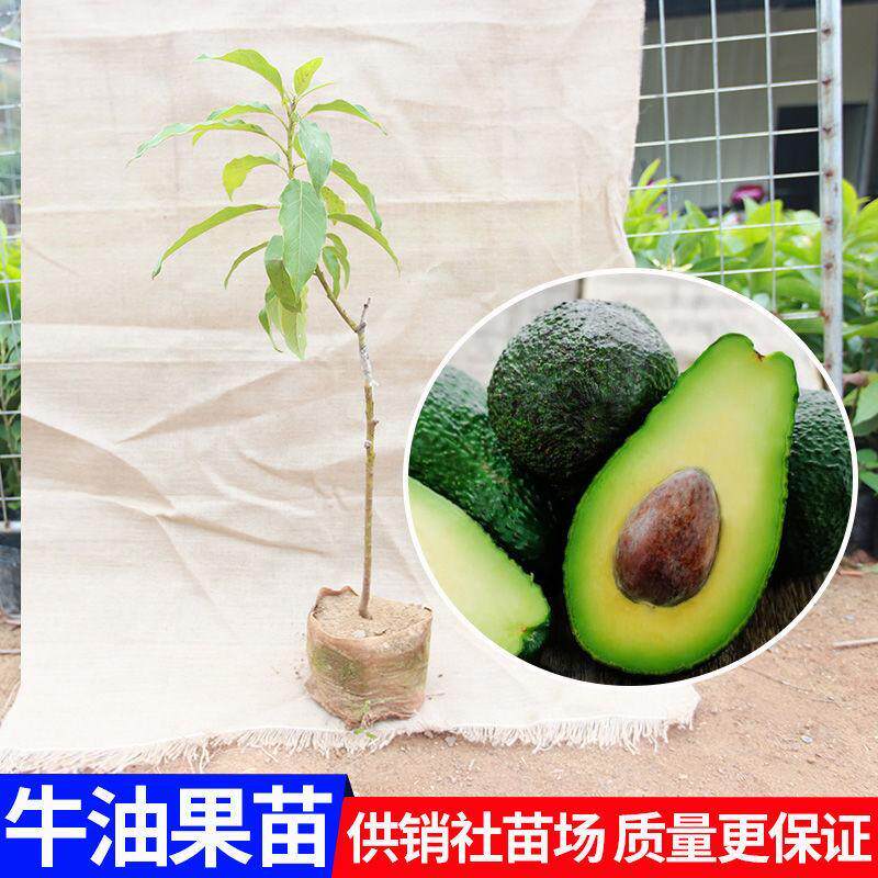 牛油果苗 树苗嫁接苗南方北方种植当年结果鳄梨油梨哈斯桂垦盆栽