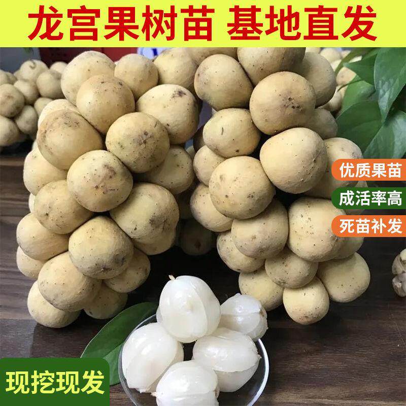 嫁接龙宫果苗泰国龙宫果树苗盆栽地栽果树苗南北方种植当年结果